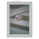 sheep's muzzle through fence cards