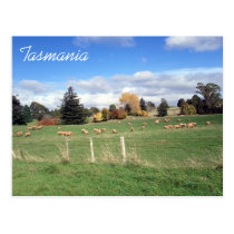 sheepscape tasmania postcard