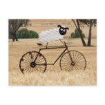 SheepThrills Postcard