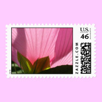 Sheer Pink stamps