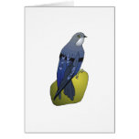Sheera Sparrow Cards