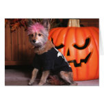 Shelby - Pomeranian/Terrier Shelby - Pomeranian/Terrier