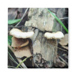 Shelf Mushroom Fridge Magnets