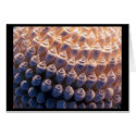 Shell Ball cards by codfishlady Shell Ball cards