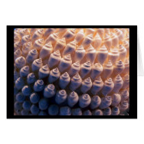 Shell Ball cards by codfishlady Shell Ball cards