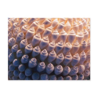 Shell Ball Postcard by codfishlady