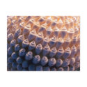 Shell Ball postcards