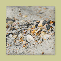 Shell cache magnets by Beachwalker Shell cache magnets