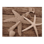 Shell Collection Post Card