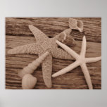 Shell Collection Poster