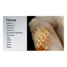 Shell - Conchology - Conch Business Card Template