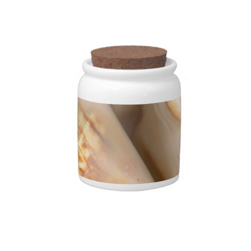 Shell - Conchology - Conch Candy Dish