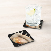 Shell - Conchology - Conch Coasters
