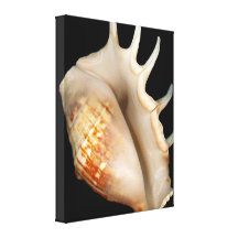 Shell - Conchology - Conch Gallery Wrapped Canvas