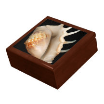 Shell - Conchology - Conch Trinket Box