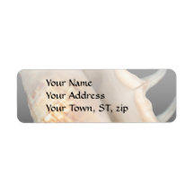 Shell - Conchology - Conch Custom Return Address Label