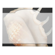 Shell - Conchology - Conch Notepads