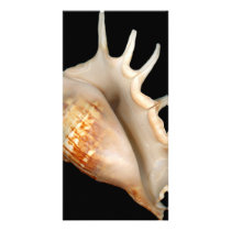 Shell - Conchology - Conch Customized Photo Card