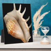 Shell - Conchology - Conch Plaque