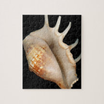 Shell - Conchology - Conch Puzzles