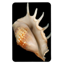 Shell - Conchology - Conch Rectangle Magnet