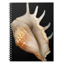 Shell - Conchology - Conch Spiral Notebooks