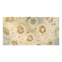 Shell - Conchology - Coral Customized Photo Card