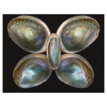 Shell - Conchology - Devine Pearlescence Custom Flyer