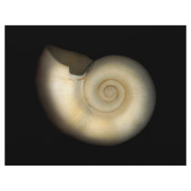 Shell - Conchology - Nautilus Full Color Flyer