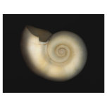 Shell - Conchology - Nautilus flyers
