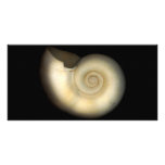 Shell - Conchology - Nautilus Customized Photo Card