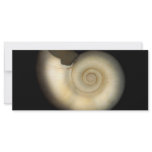 Shell - Conchology - Nautilus rack cards