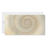 Shell - Conchology - White Spiral Photo Greeting Card