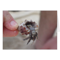 Shell Crab cards by PhotoDigital Shell Crab cards