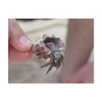Shell Crab postcards