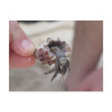 Shell Crab postcards
