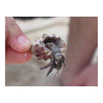 Shell Crab posters
