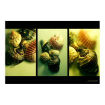Shell Fantasies posters