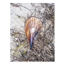 Shell Forgotten Post Cards