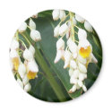 Shell Ginger Magnet
