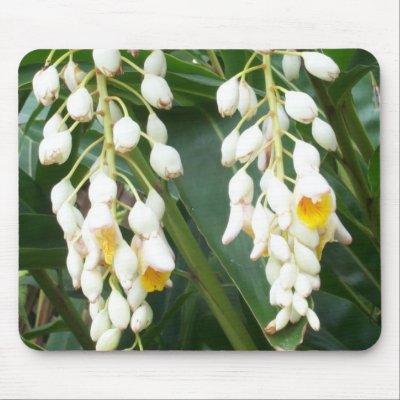 Shell Ginger Mousepad by sunsett76
