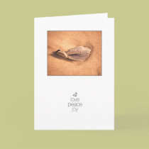 Shell in the dawn light holiday cards by Beachwalker Shell in the dawn light holiday cards