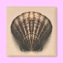 Shell Magnet magnets