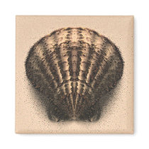 Shell Magnet