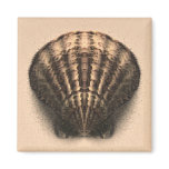 Shell Magnet