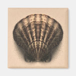 Shell Magnet