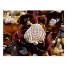 Shell On A Bed Of Seaweed Postcard