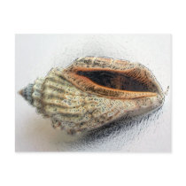 Shell Postcard