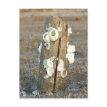 Shell Postcard