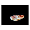 Shell Poster posters